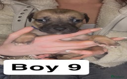 Mixed Breed dogs for sale: Mastiff puppies - Image 9