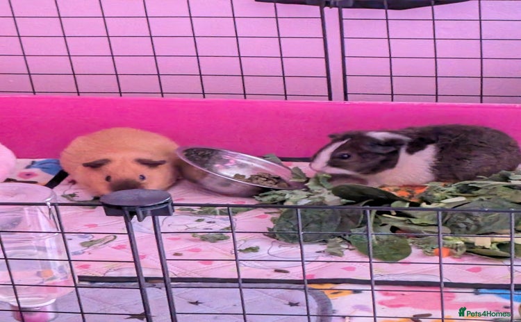 Guinea Pig rodents - Advert 1