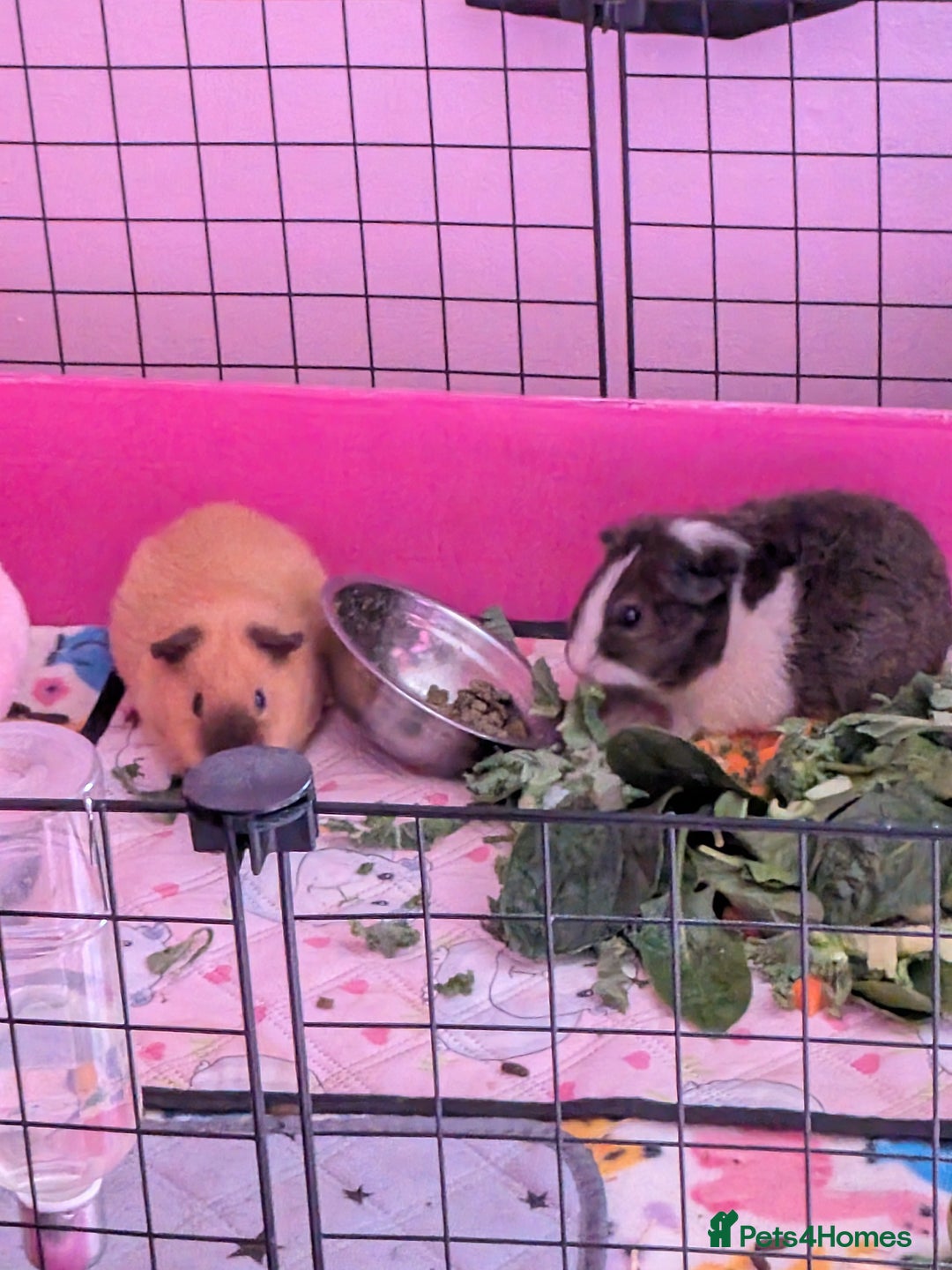 Guinea Pig rodents for sale: 3 brother guinea pigs looking for forever home - Image 1