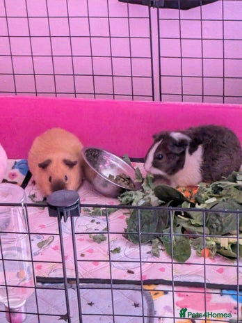 Guinea Pig rodents - Advert 1
