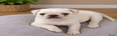 Pug 1