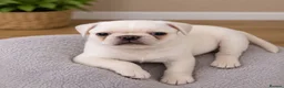Pug dogs for sale: Stunning pug puppies available  in Nottingham - Advert 10