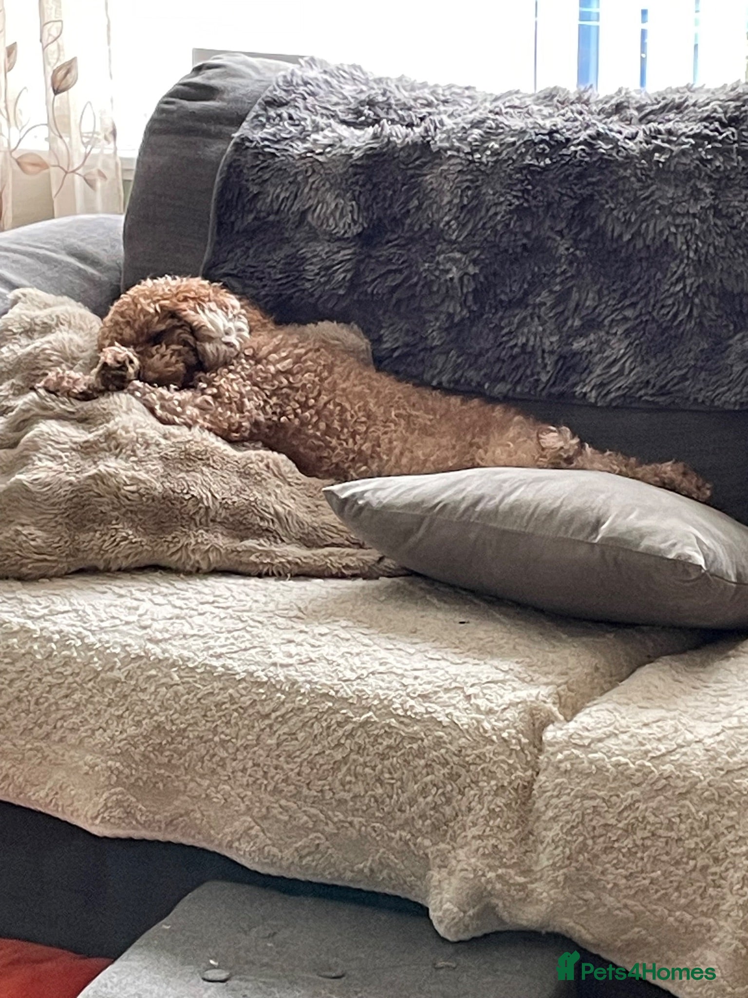 Cockapoo dogs Ready to go Stunning cockapoos  - Advert 4