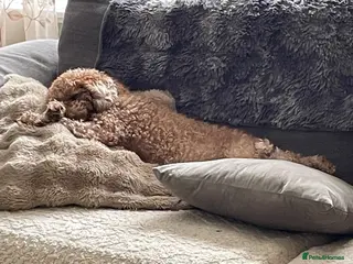 Cockapoo dogs Ready to go Stunning cockapoos - Advert 4