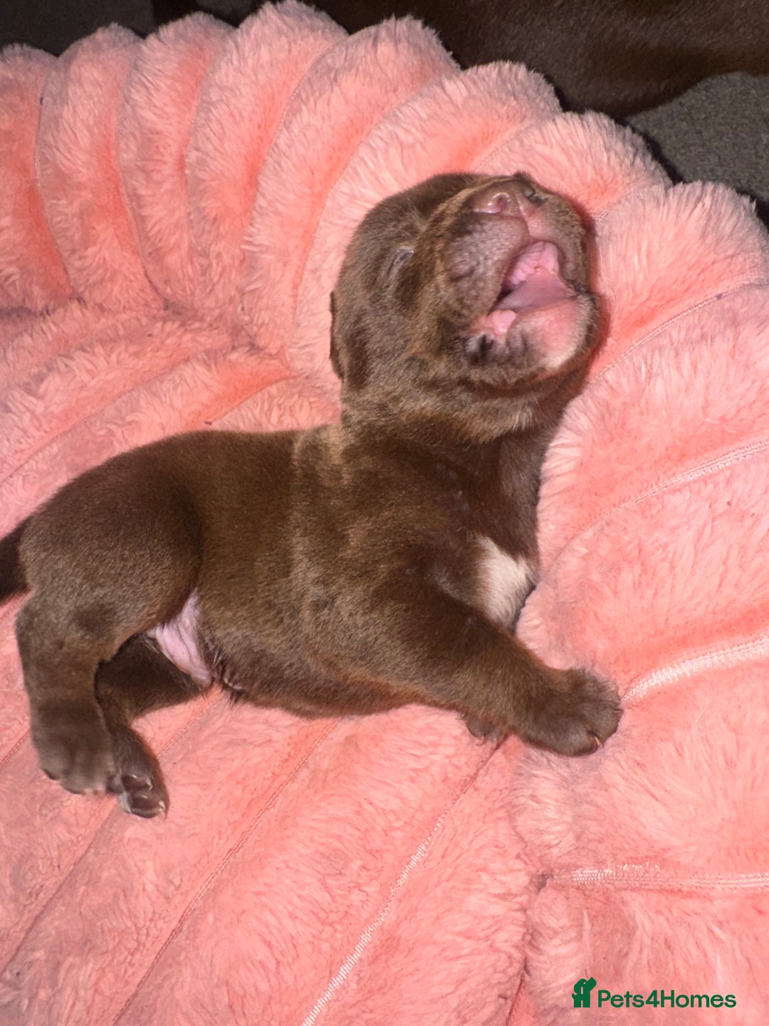 Mixed Breed dogs for sale: Shar Pei cross breed X Labrador Puppies  - Advert 20