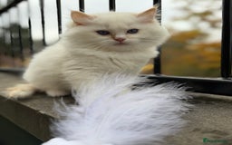 Ragdoll cats for sale: Adorable Male Ragdoll Kittens Looking forHomes! 🐾 - Image 2