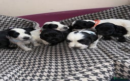Cocker Spaniel dogs for sale: Cocker spaniel puppy’s - Image 1
