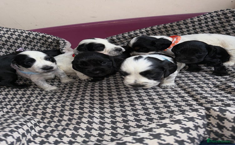 Cocker Spaniel dogs - Advert 15
