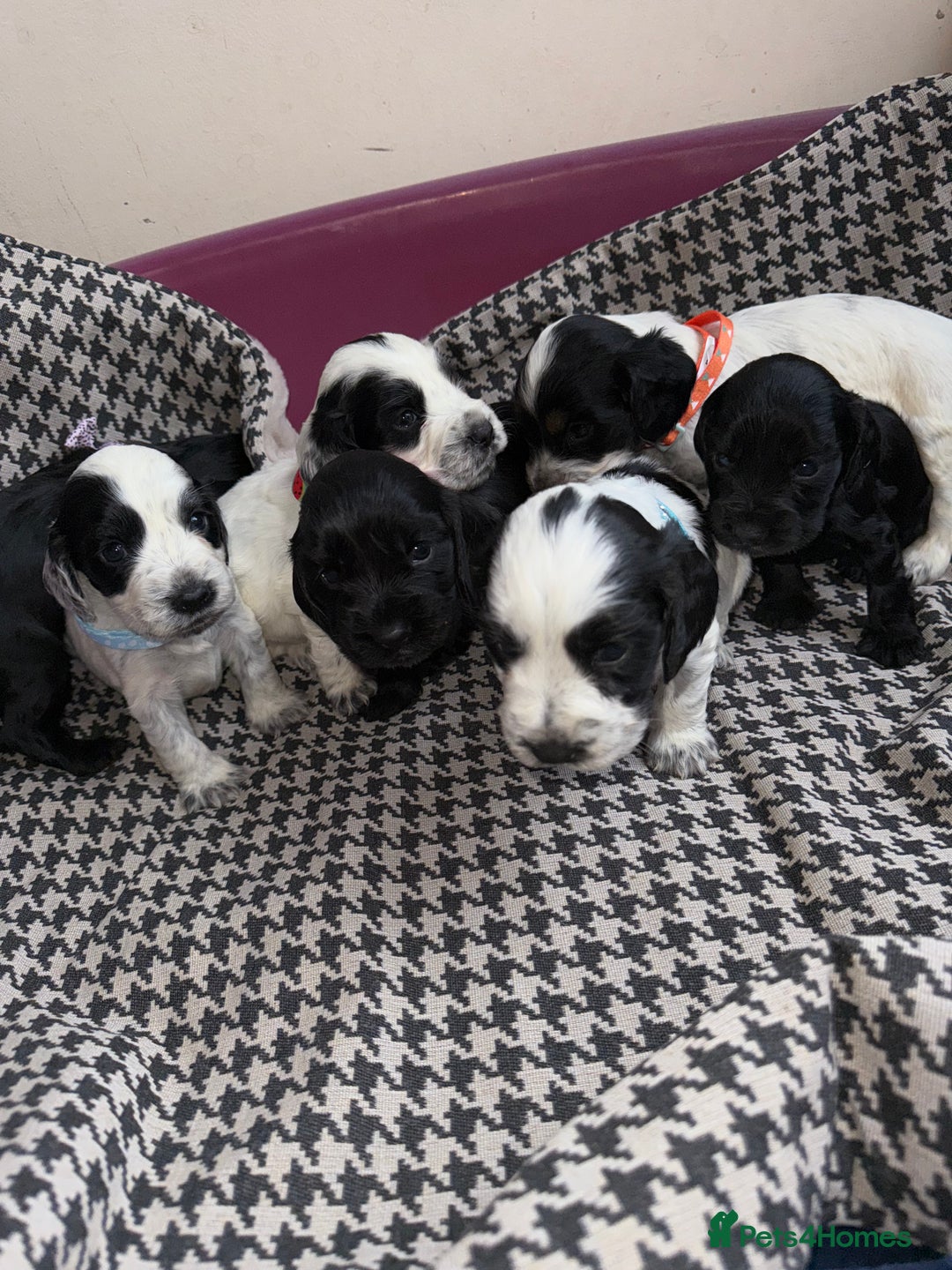 Cocker Spaniel dogs for sale: Cocker spaniel puppy’s - Image 1