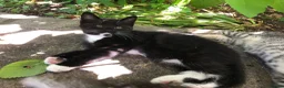 Mixed Breed cats for sale: Little darlings looking for loving homes - Advert 6