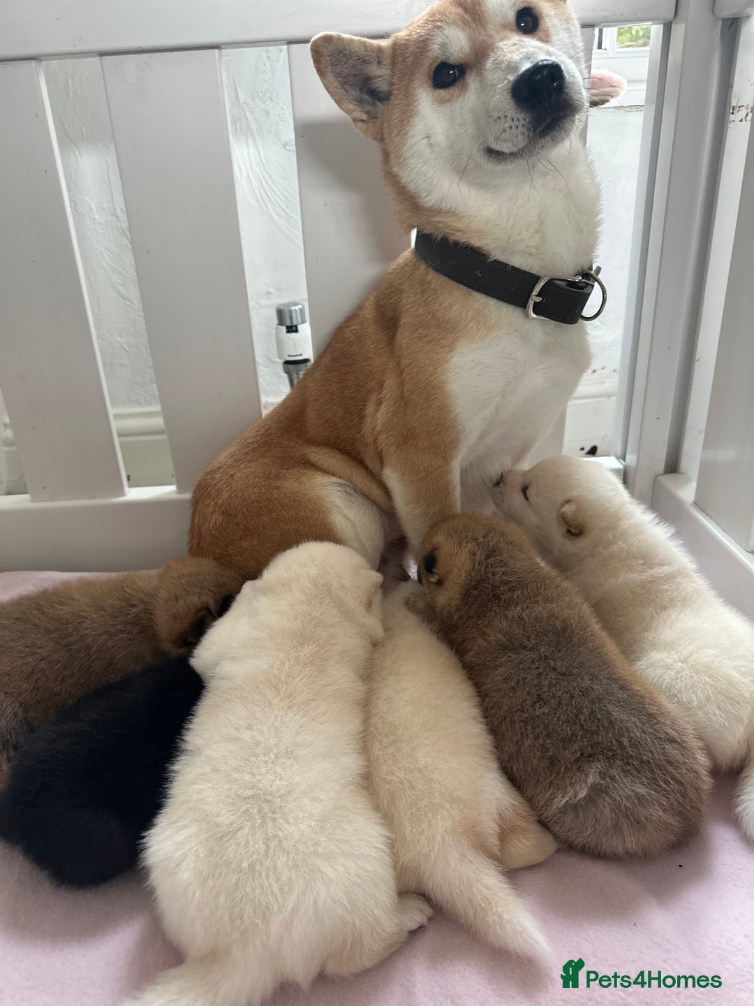 Japanese Shiba Inu dogs for sale: Japanese Shiba Inu puppies - Image 4