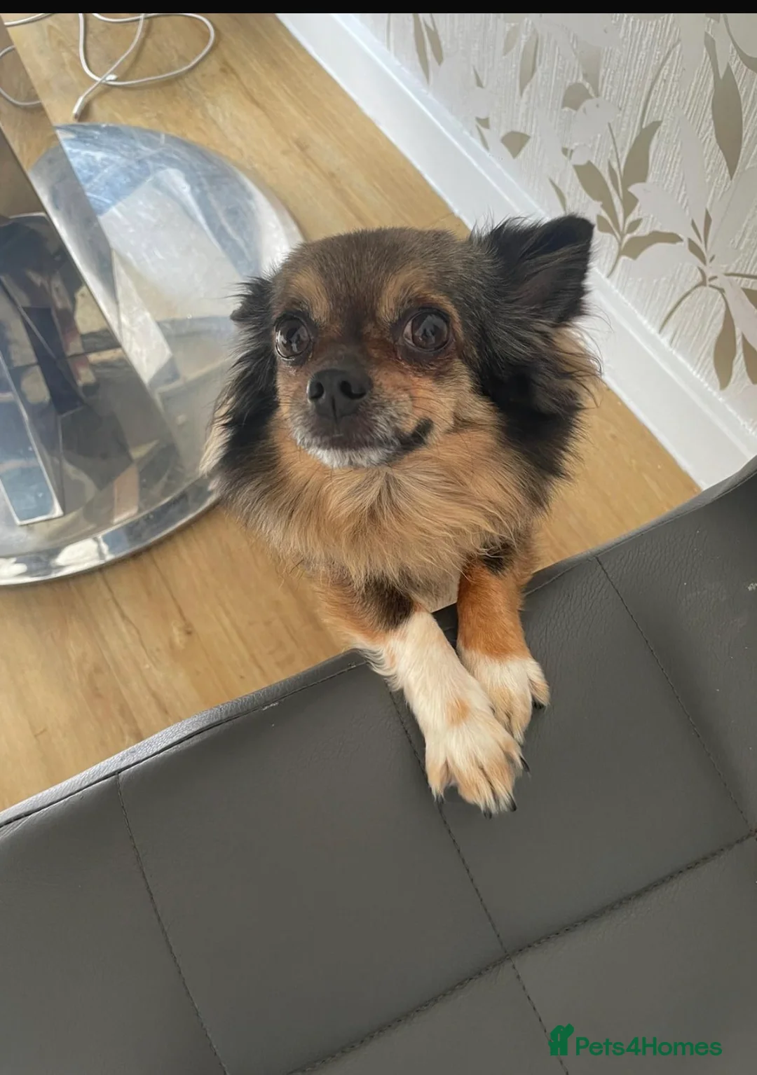 Chihuahua dogs for sale: For sale  - Advert 2