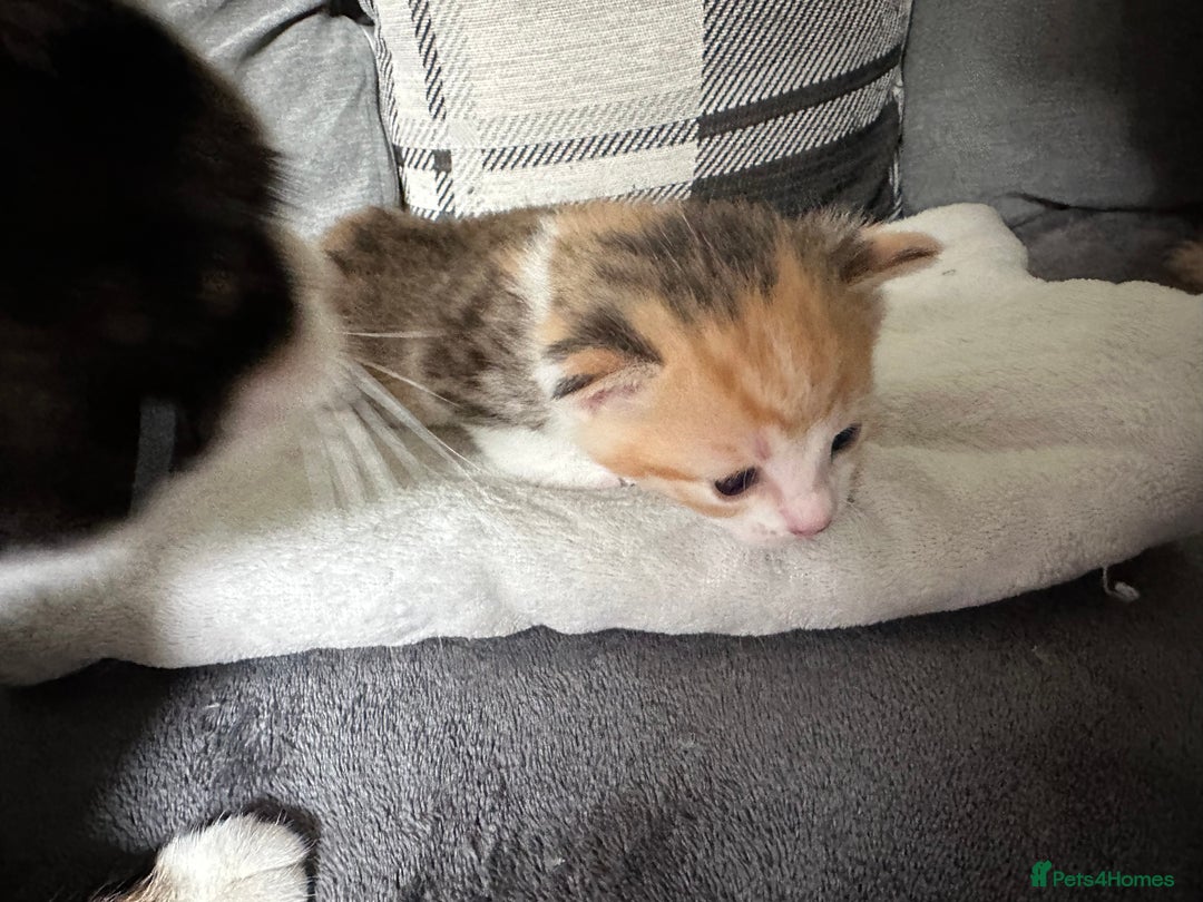 Mixed Breed cats for sale: Beautiful kittens  - Image 9