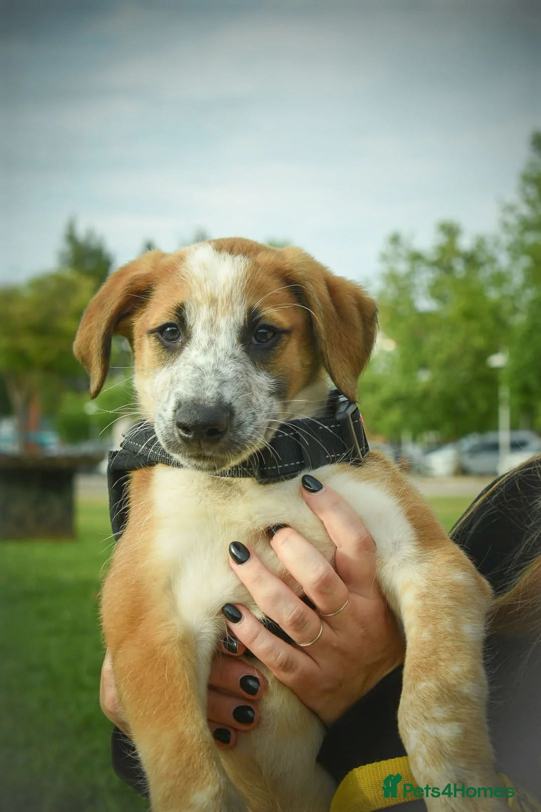 Mixed Breed dogs for adoption: Brilliant Benji - Advert 1