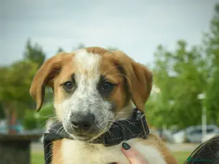 Mixed Breed dogs for adoption: Brilliant Benji - Advert 3