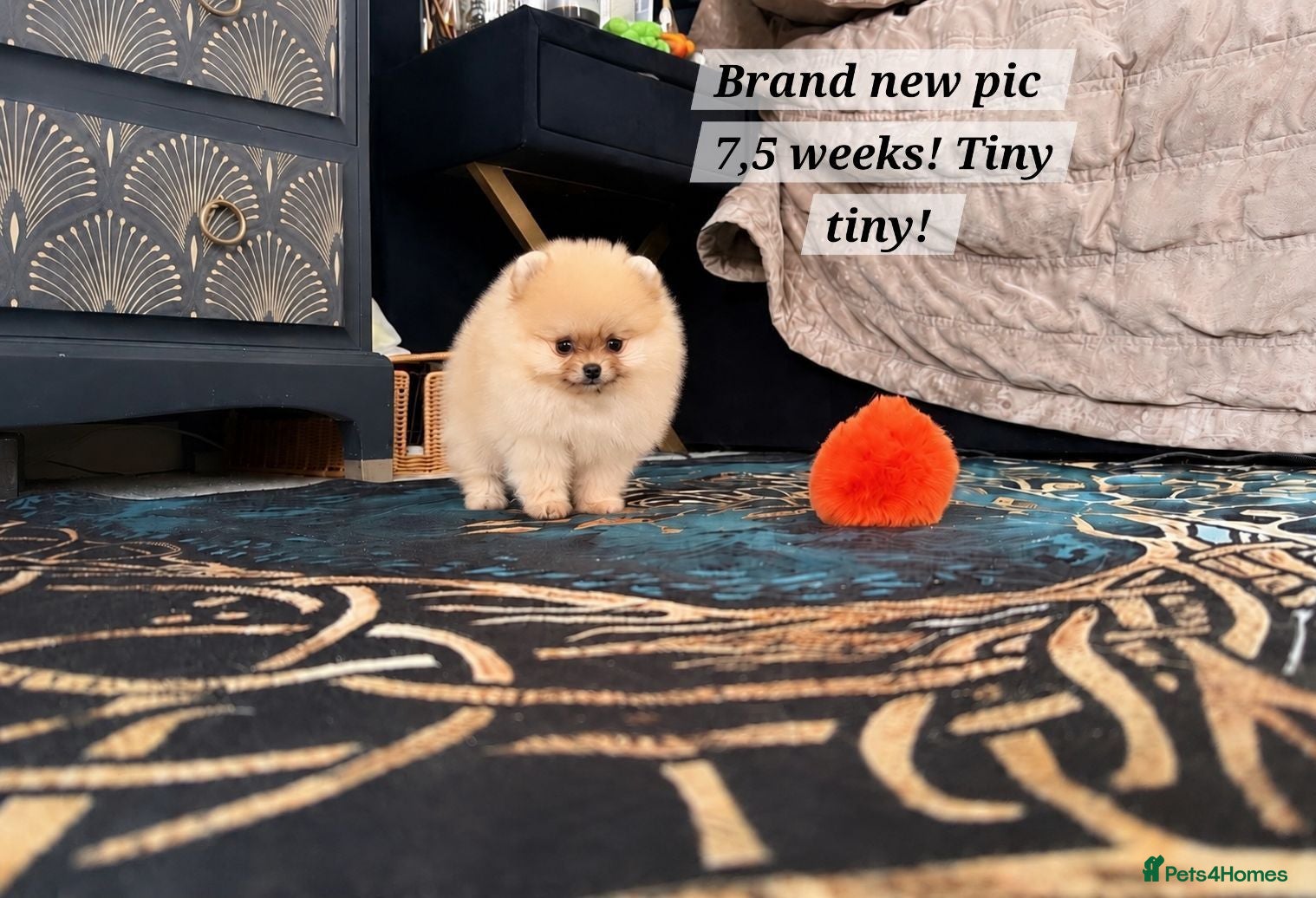 Pomeranian dogs RARE in size True mini 2💙 1🩷 LEFT 40+🏆 lines - Advert 8
