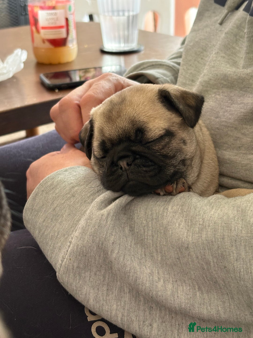 Mixed Breed dogs for sale: Beautiful baby Pugs for sale  - Image 4