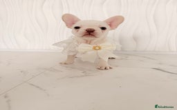 French Bulldog dogs for sale: Stunning platinum and lilac fawn boys and girls - Image 31