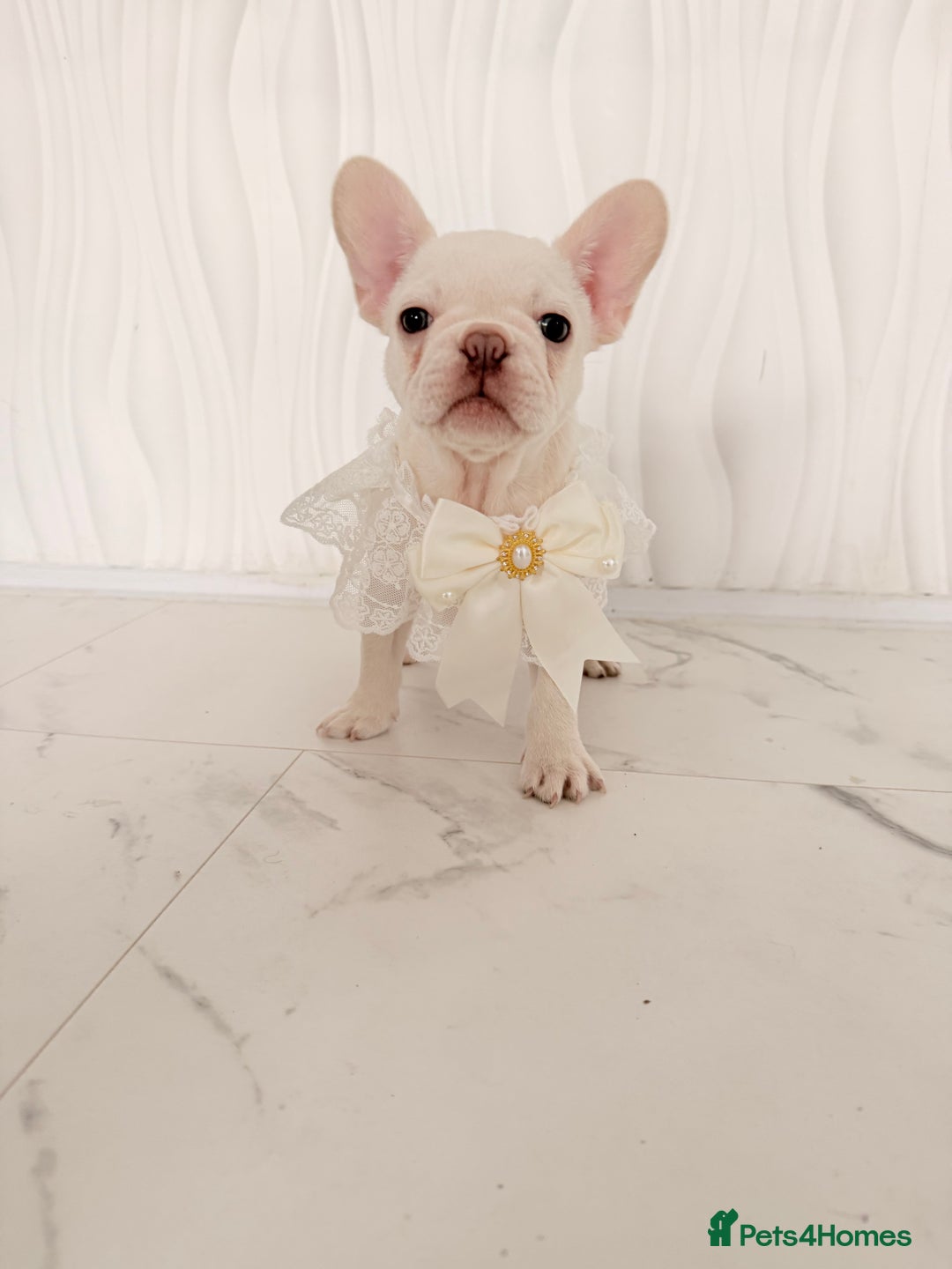 French Bulldog dogs for sale: Stunning platinum and lilac fawn boys and girls - Image 31