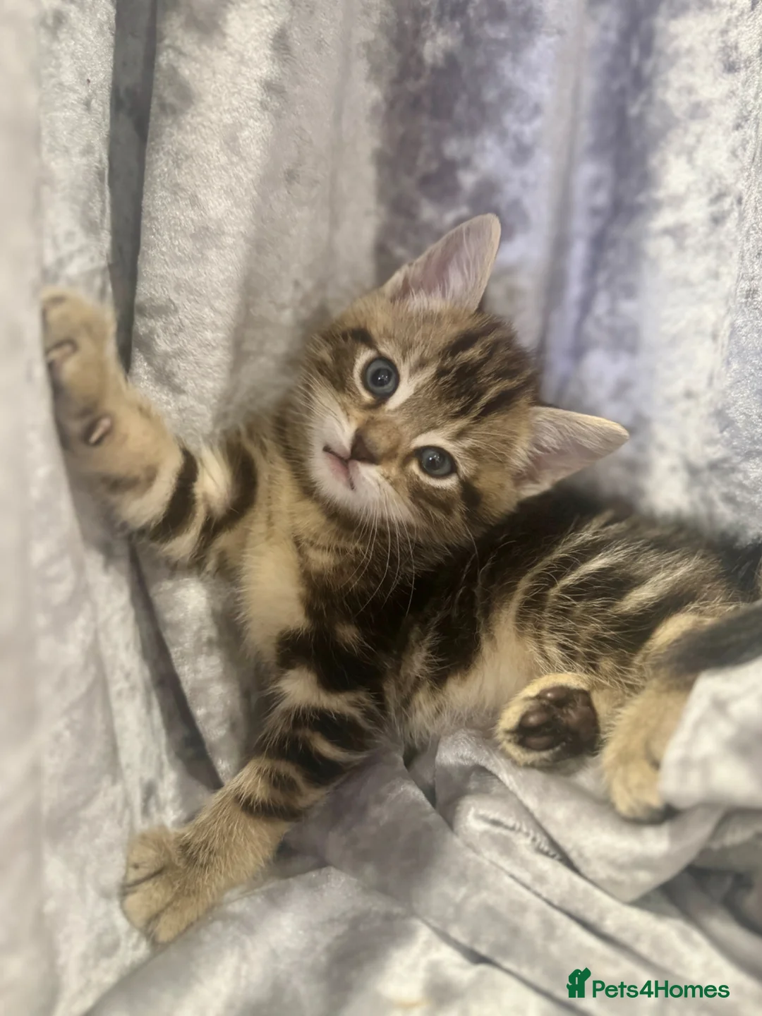 Bengal cats for sale: Bengal x Maine Coon Kittens - Advert 30