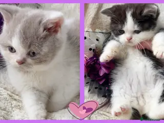 British Shorthair cats Gorgeous British Shorthairs TICA Registered - Advert 4