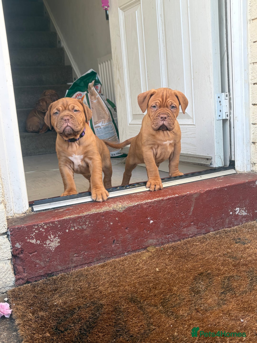 Dogue De Bordeaux dogs for sale: 2 BITCHES!LEFTFULL PEDIGREE 🦁 dogue de Bordeaux  - Advert 23