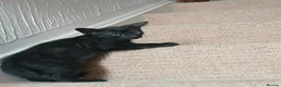 Mixed Breed cats for sale: Siamese X Domestic cat in Cwmbran - Advert 10