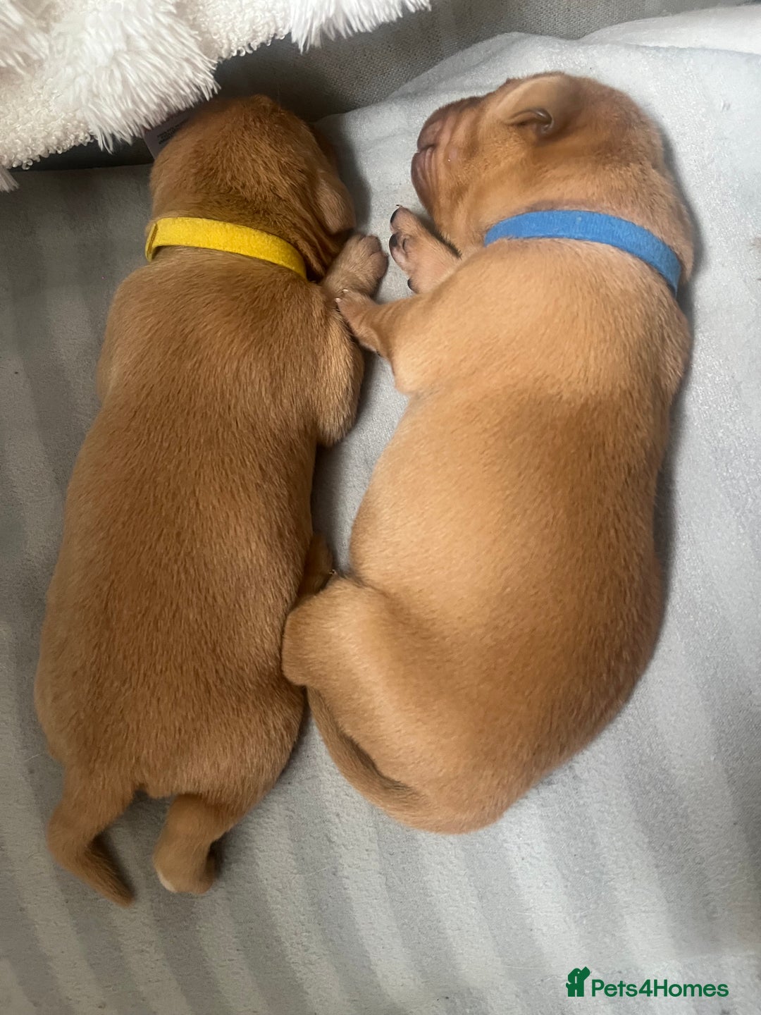 Labrador Retriever dogs for sale: 🌟 5 Star KC Registered FOX RED & YELLOW Labradors - Advert 12