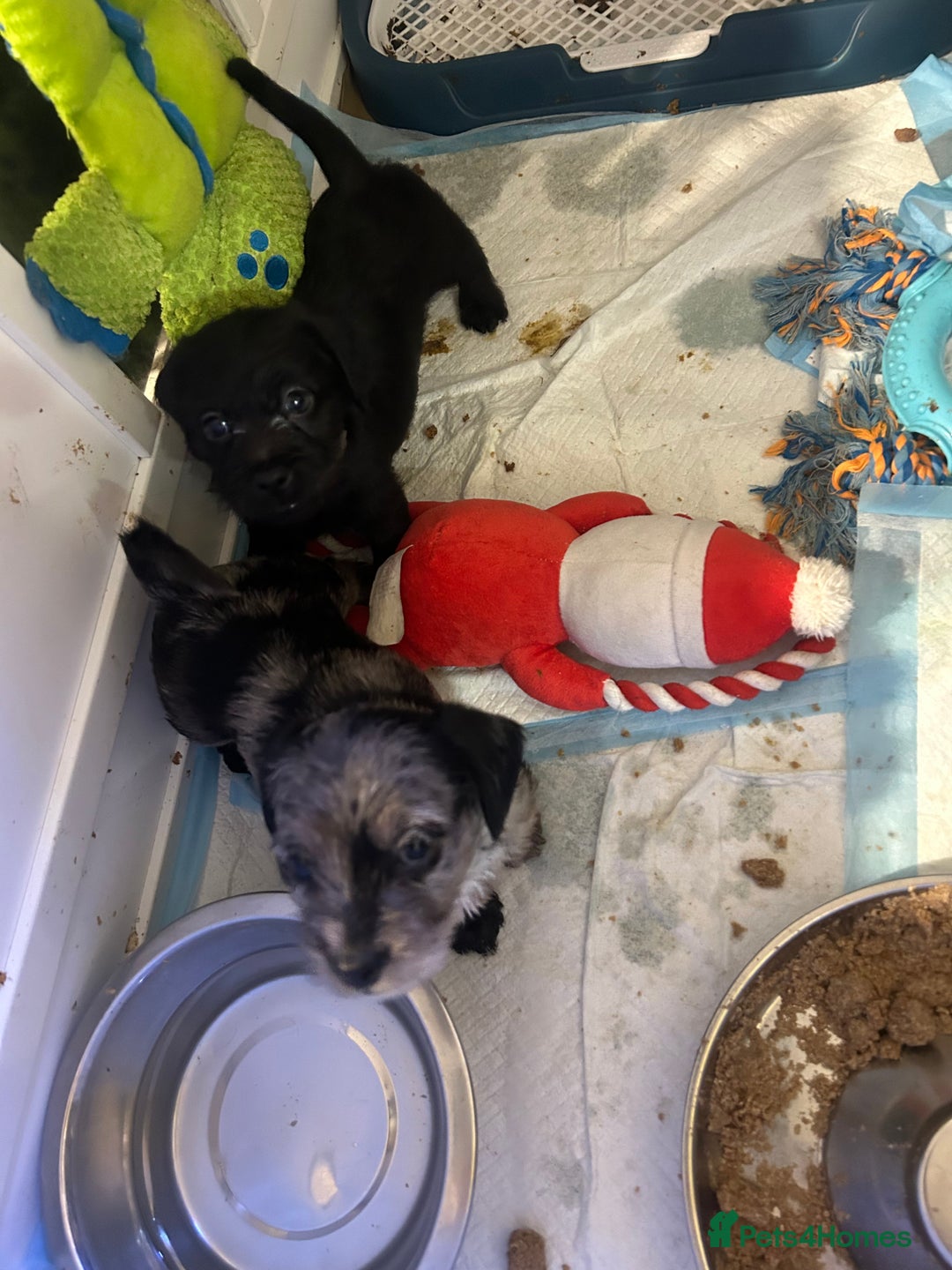 Mixed Breed dogs for sale: Puppies  - Image 3