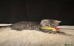British Shorthair cats for sale: Silver Spotted Full Pedigree Registered BSH - Image 7