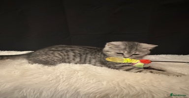 British Shorthair cats - Advert 13