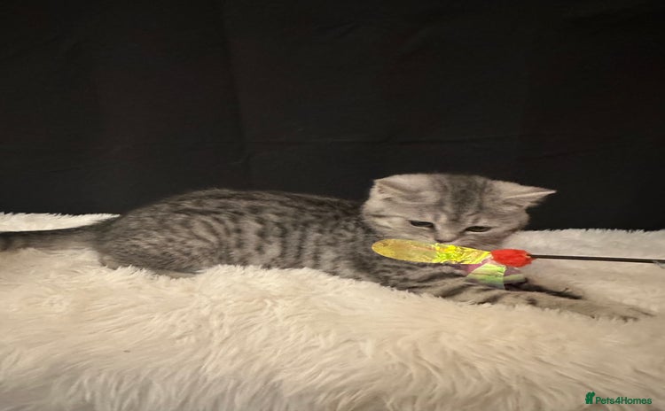 British Shorthair cats - Advert 14