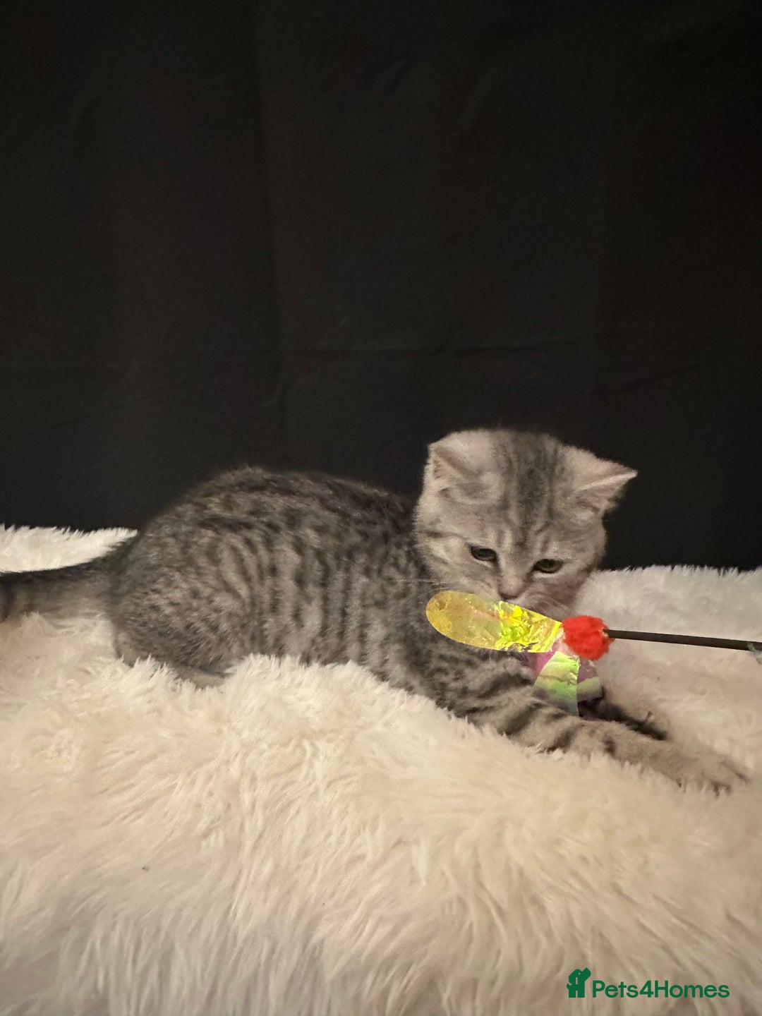 British Shorthair cats for sale: Silver Spotted Full Pedigree Registered BSH - Image 7