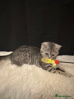 British Shorthair cats - Advert 13