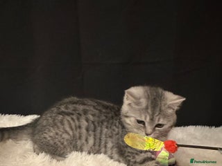 British Shorthair cats - Advert 32