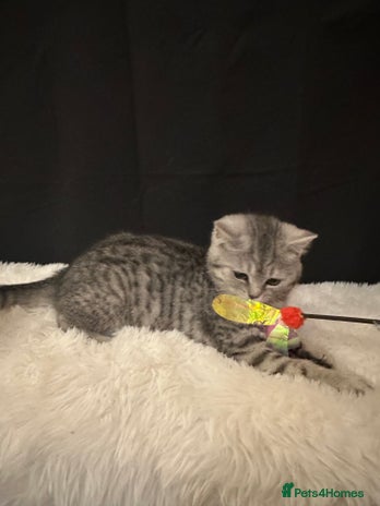 British Shorthair cats - Advert 9