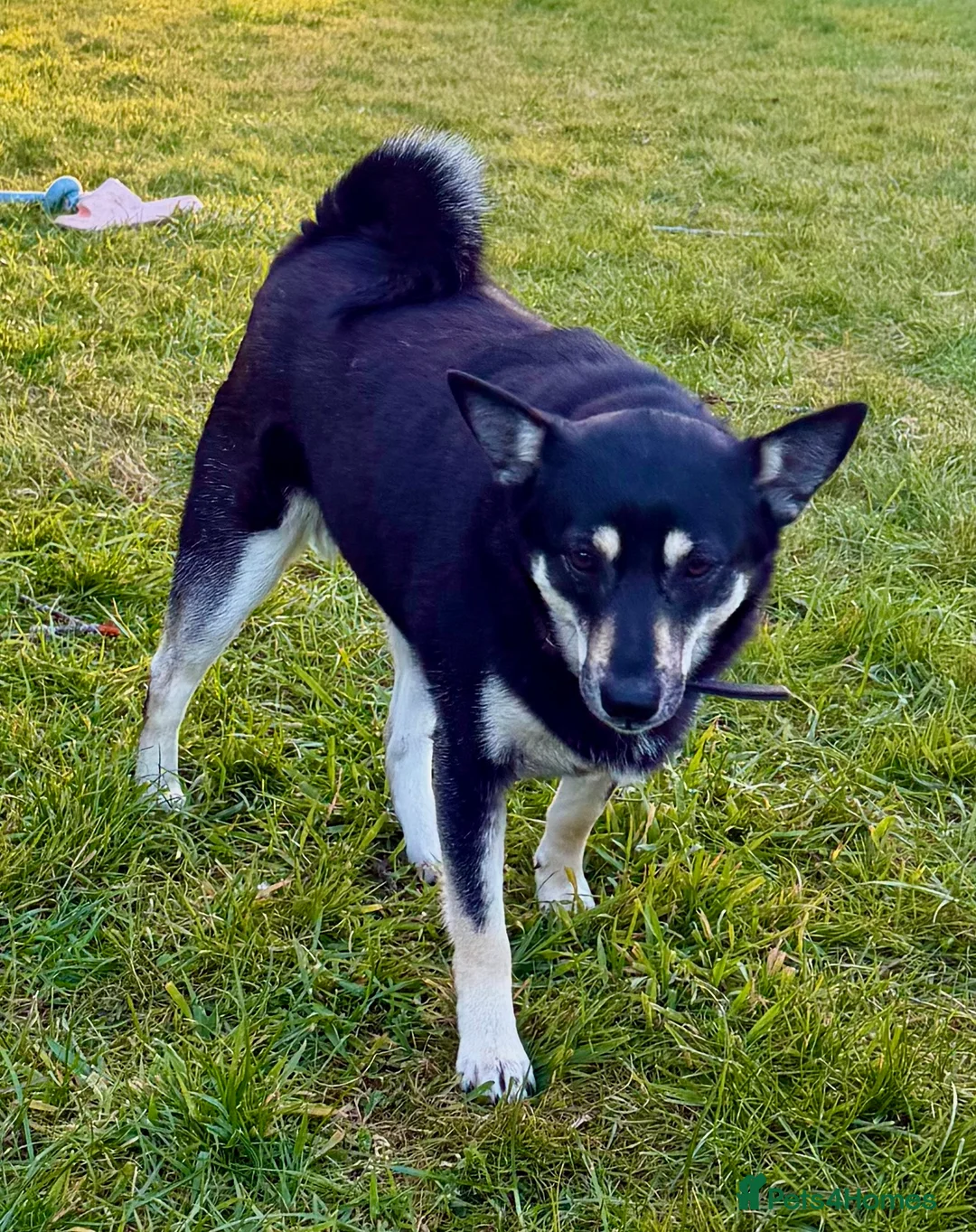 German Shepherd dogs for adoption: 🐾 JANE – Female German Shepherd 🐾 - Advert 6