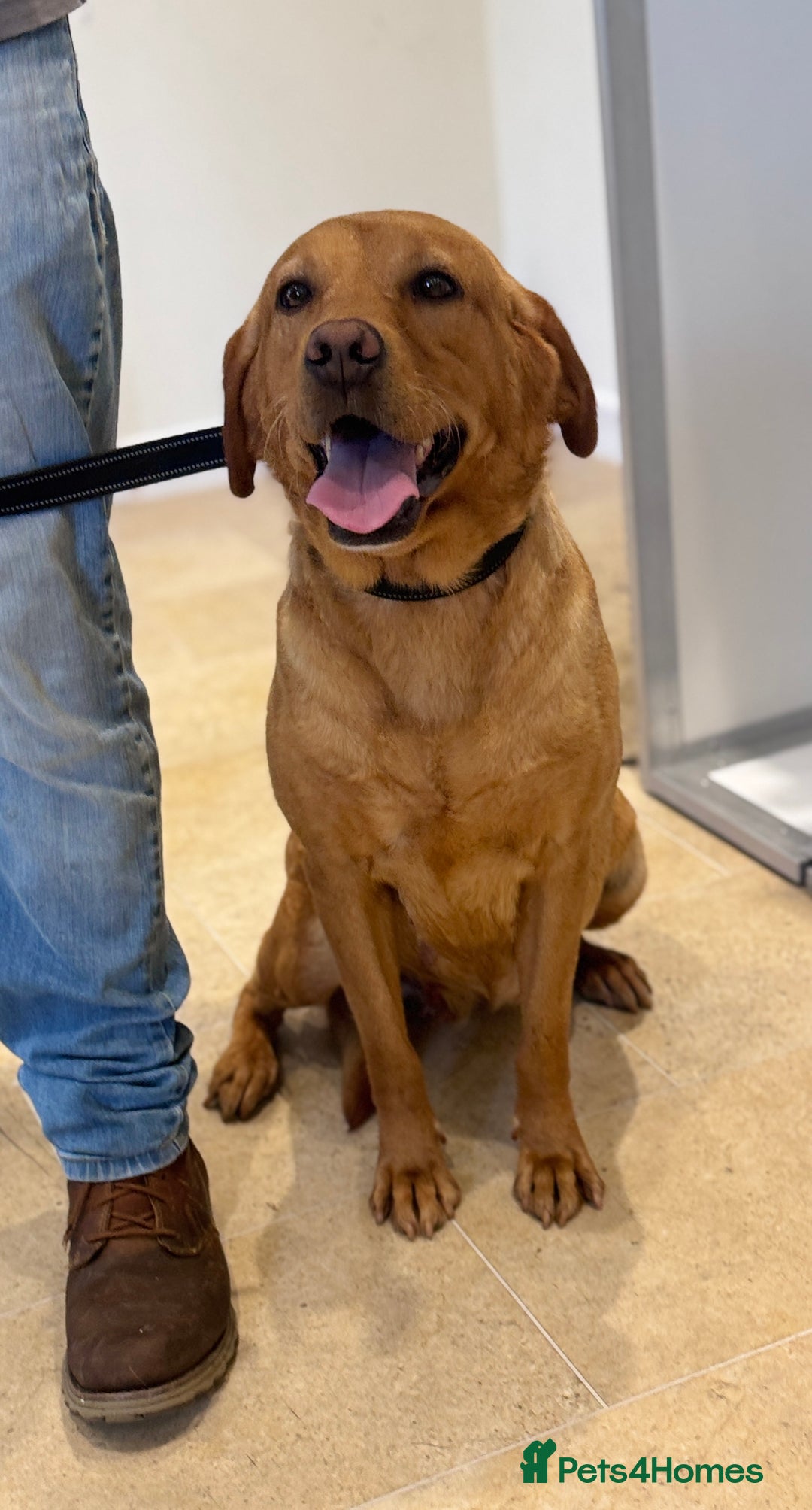 Labrador Retriever dogs for sale: Adult - KC Reg Labrador Retriever Fox Red Bitch  - Image 4