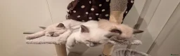 Ragdoll cats for sale: Ragdoll kittens 💉🩺 vaccinated & microchipped - Advert 10