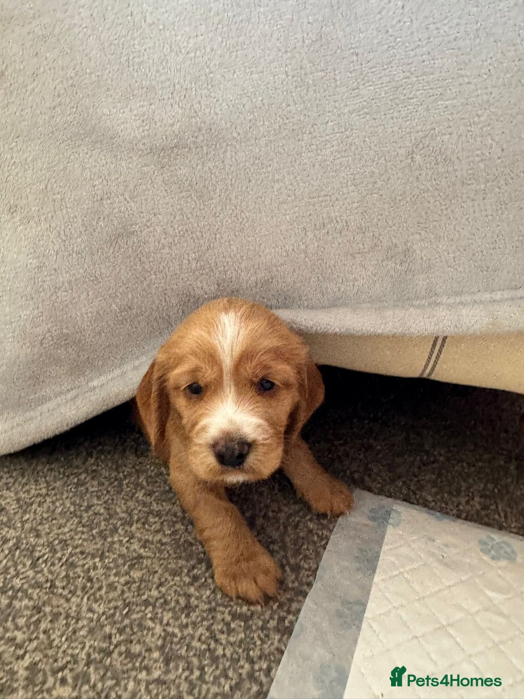 Cocker Spaniel dogs for sale: Beautiful cocker spaniels  - Image 6