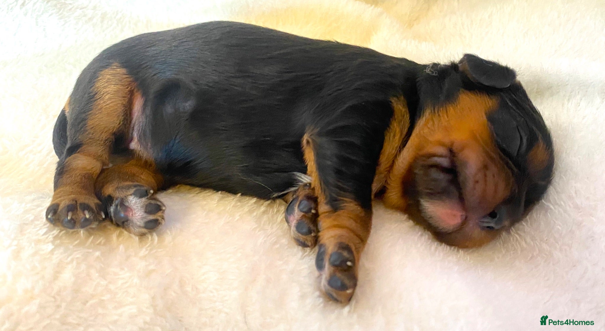 Cavalier King Charles Spaniel dogs K.C registered Black n Tan Cavalier King Charles - Advert 1