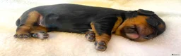 Cavalier King Charles Spaniel dogs for sale: K.C registered Black n Tan Cavalier King Charles - Advert 1
