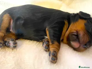 Cavalier King Charles Spaniel dogs K.C registered Black n Tan Cavalier King Charles - Advert 1