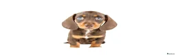 Miniature Dachshund dogs for sale: Kc reg miniature dachshunds  - Advert 17