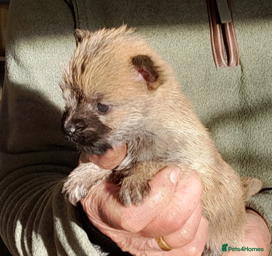 Cairn Terrier dogs for sale: Peggy has 5 handsome Boys and 2 beautiful girls - Advert 4
