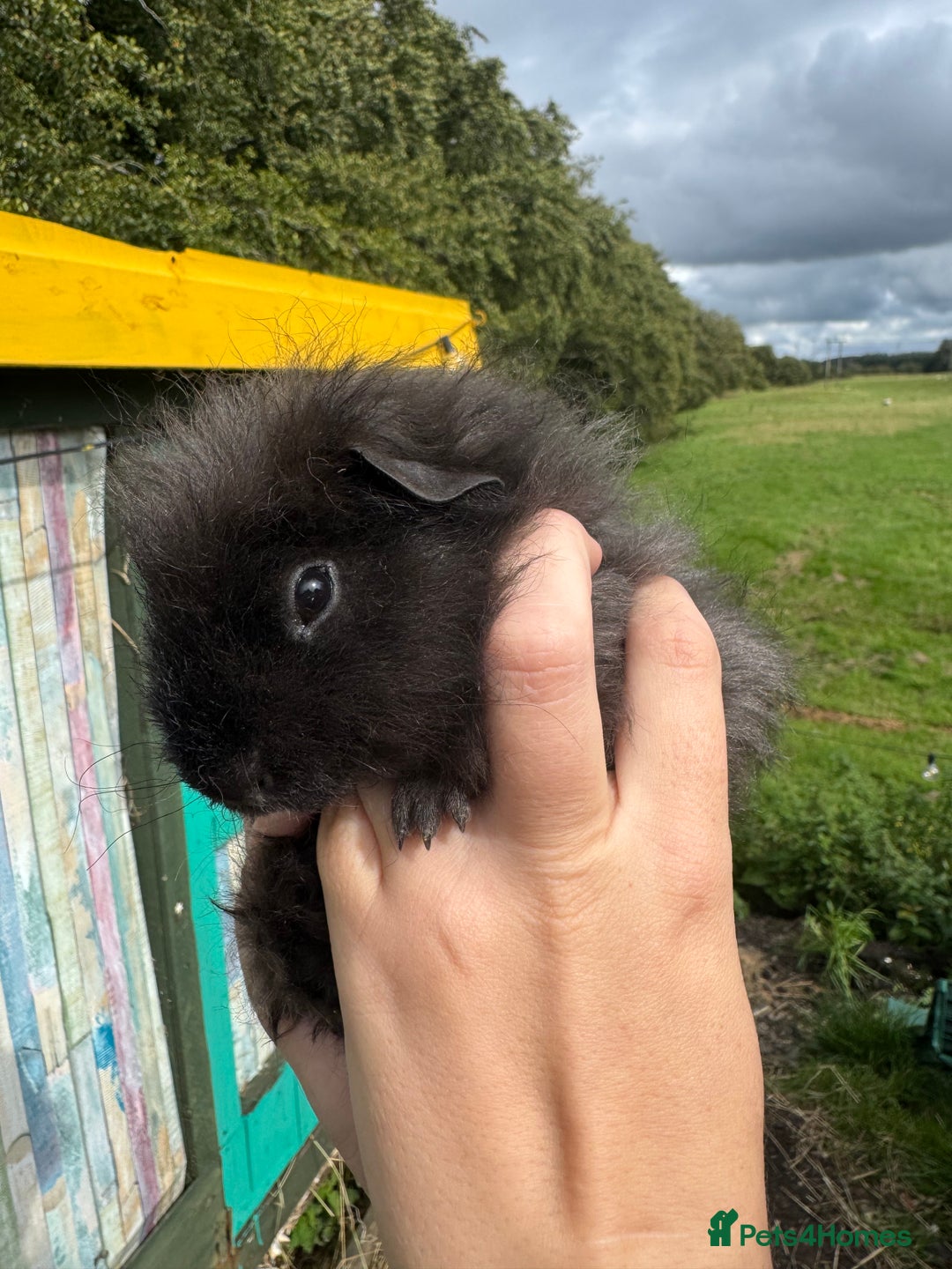 Guinea Pig rodents for sale: Guinea pigs  - Image 9