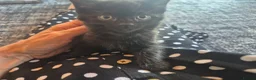 Mixed Breed cats for sale: Mixed Breed Cross Ragdoll Kittens - Advert 6