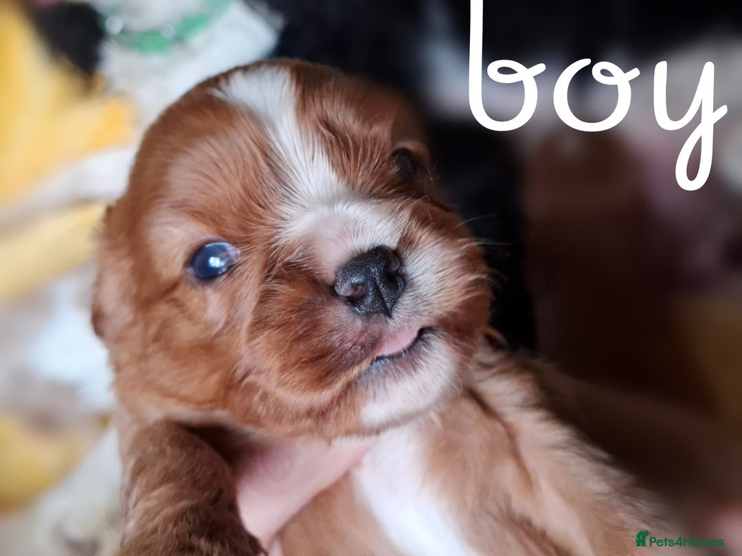Cavalier King Charles Spaniel dogs for sale: KCC spaniels boys @ girls healt tested parents  - Advert 10
