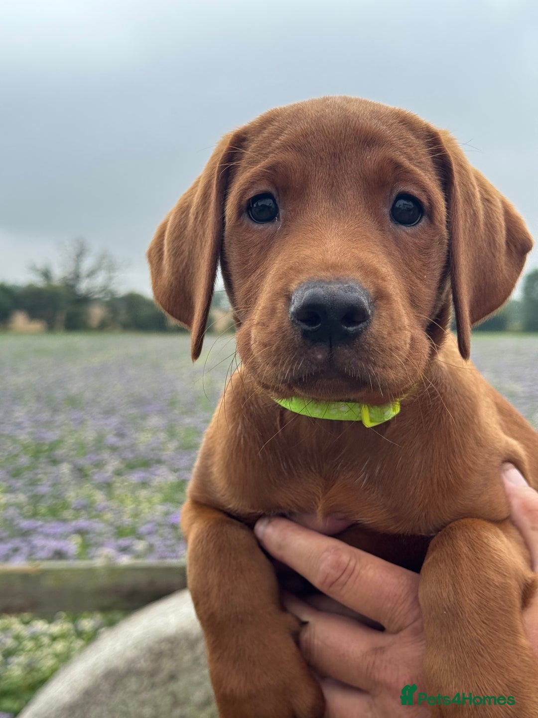 Labrador Retriever dogs for sale: Ready to leave - Exceptional Fox Red Labradors  - Image 8
