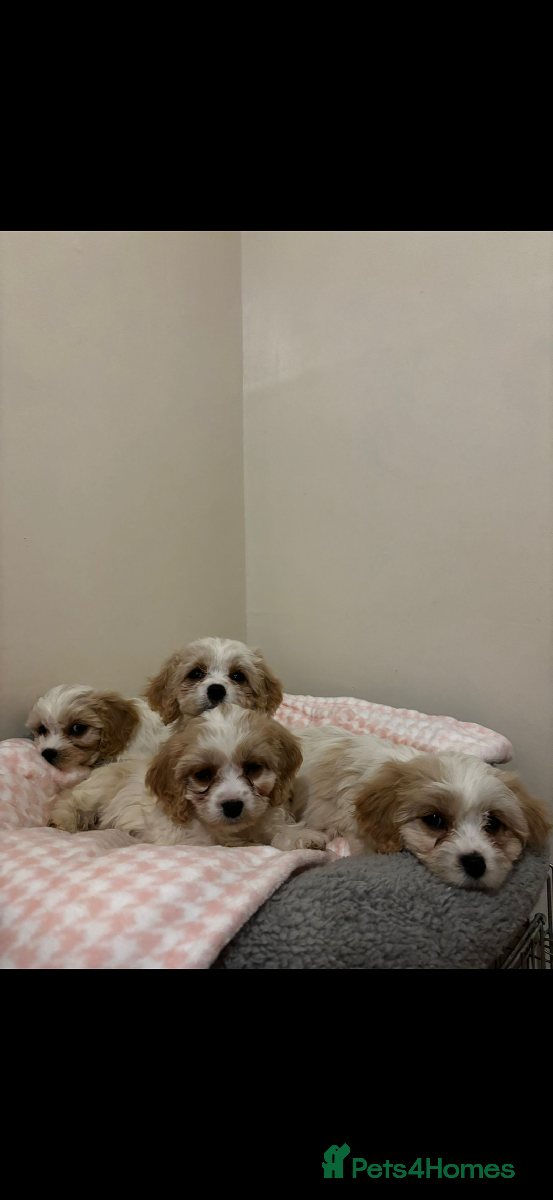 Cavachon dogs for sale: Cavachon Puppies  - Advert 13